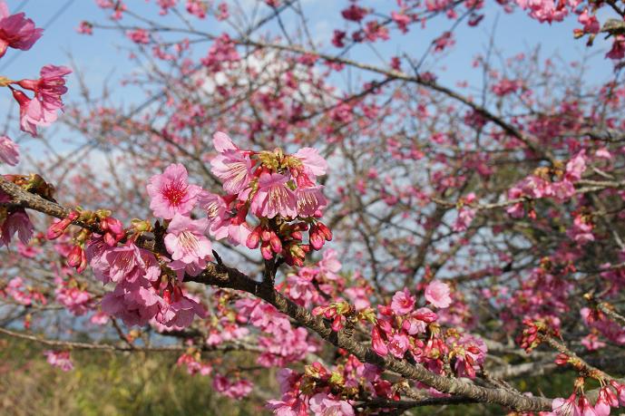 八重岳の桜3.jpg