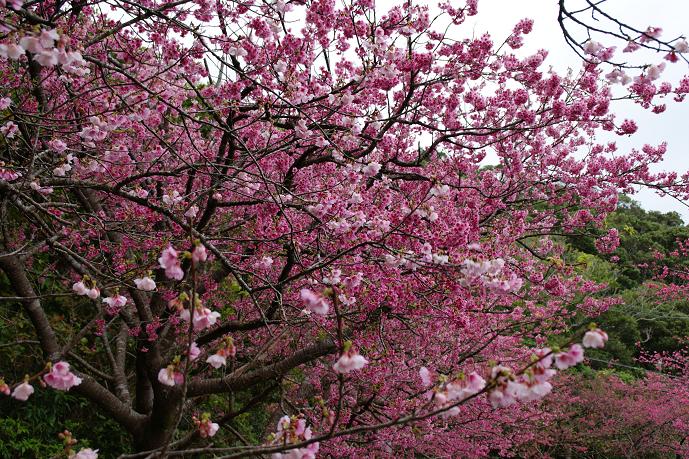 八重岳の桜１.jpg