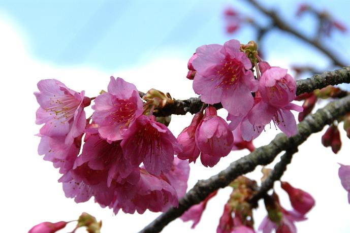 八重岳の桜２.jpg